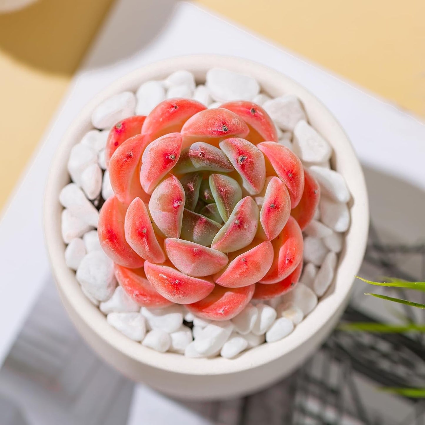 Echeveria Strawberry Almond Succulent