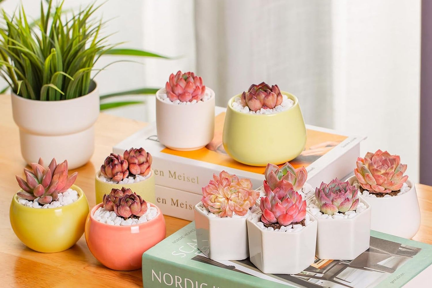 Echeveria Little Beauty Rare Live Succulent Plants, Mini Pink 1 Head 2" Live Plant, Package Without Pot Soil, Garden Indoor Office Desk, Wedding Party Baby Shower Decoration, Friend Plant Lovers Gifts