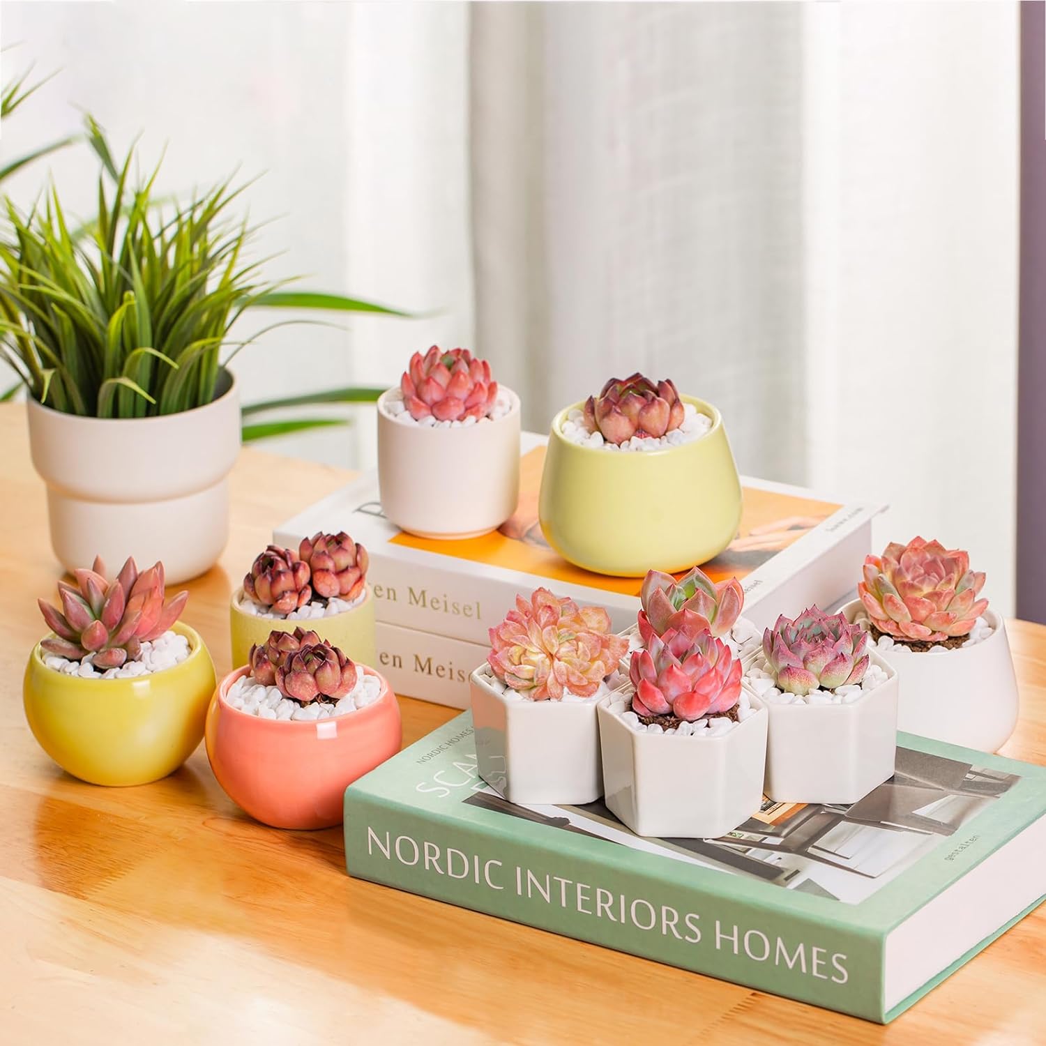 Echeveria Little Beauty Rare Live Succulent Plants, Mini Pink 1 Head 2" Live Plant, Package Without Pot Soil, Garden Indoor Office Desk, Wedding Party Baby Shower Decoration, Friend Plant Lovers Gifts