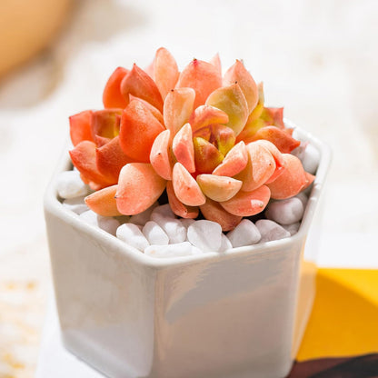 Echeveria Little Beauty Succulent - Futu With . . .