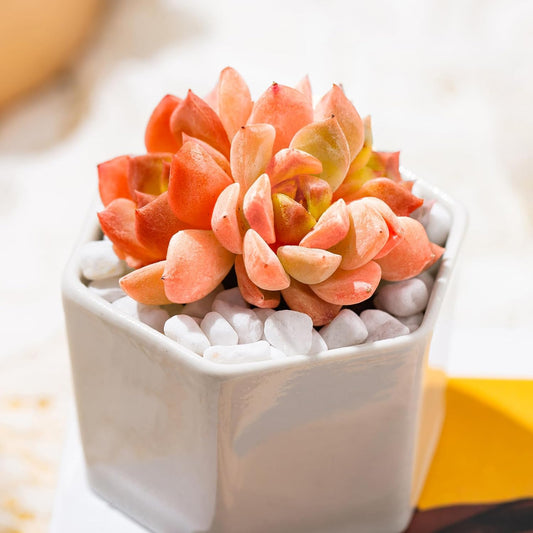 Echeveria Little Beauty Rare Live Succulent Plants, Mini Pink Cluster 2" Live Plant, Package Without Pot Soil, Garden Indoor Office Desk Wedding Party Baby Shower Decoration, Friend Plant Lovers Gifts