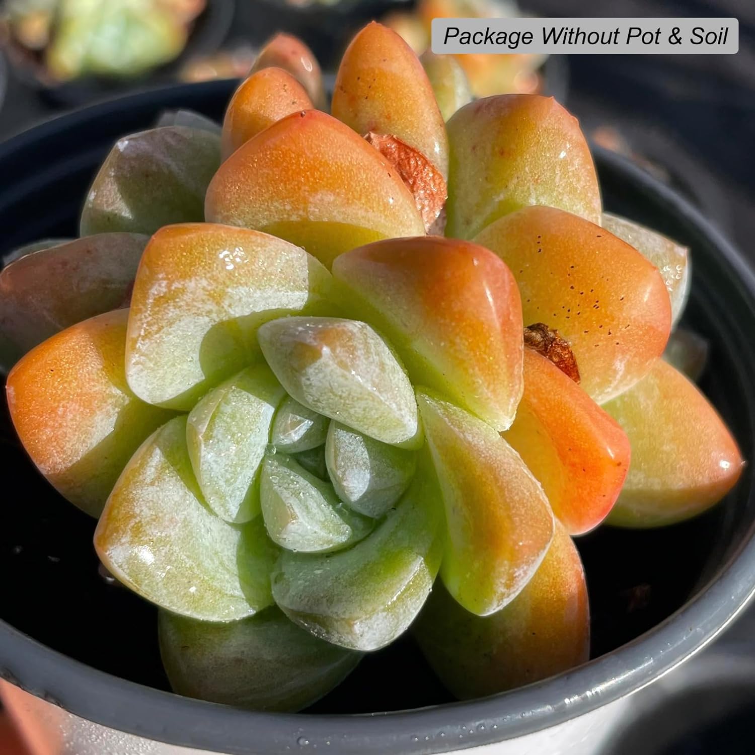 Echeveria Ice Green Rare Live Succulent Plants, Pink 3 Heads 3.5" Live Plant, Package Without Pot Soil, Garden Indoor Office Desk, Wedding Party Baby Shower Decoration, Friend Plant Lovers Gifts