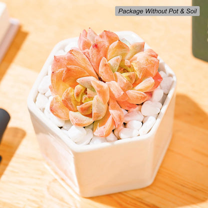 plants without pots Echeveria Little Beauty Succulent – Futu With . .