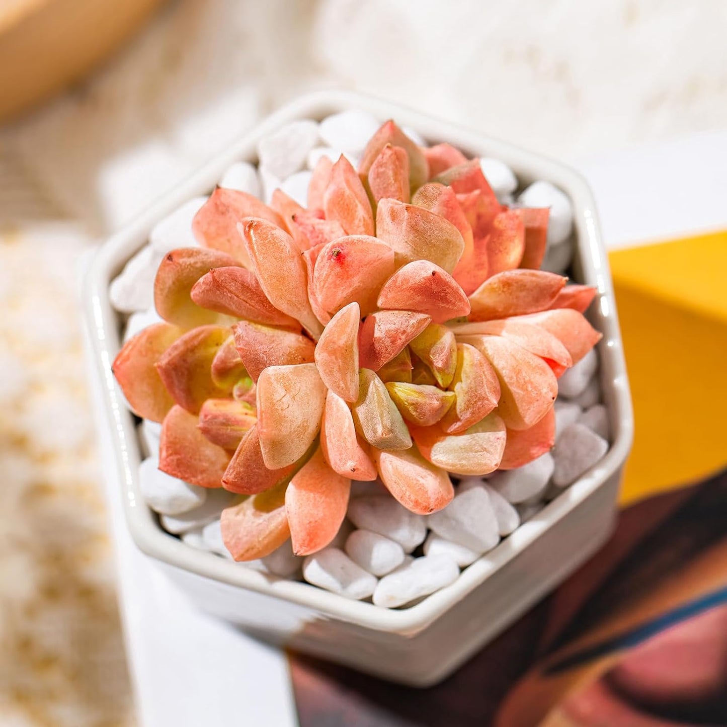 Echeveria Little Beauty Rare Live Succulent Plants, Mini Pink Cluster 2" Live Plant, Package Without Pot Soil, Garden Indoor Office Desk Wedding Party Baby Shower Decoration, Friend Plant Lovers Gifts