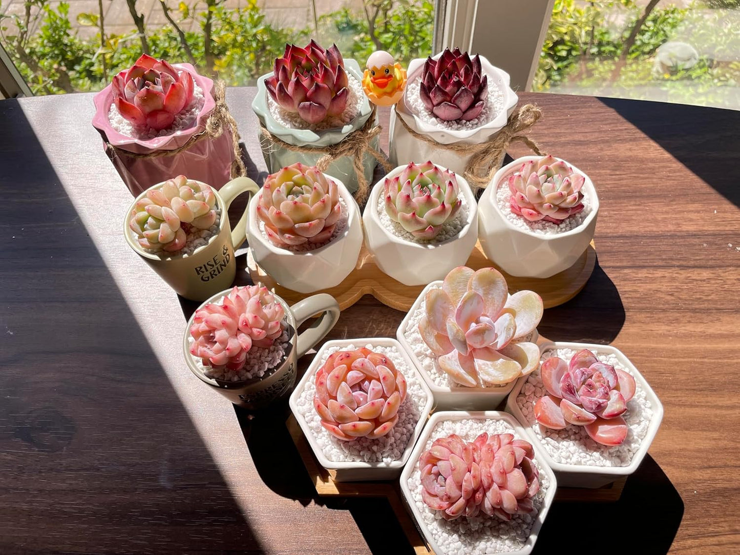 Succulents Plants Live - 12 Pack