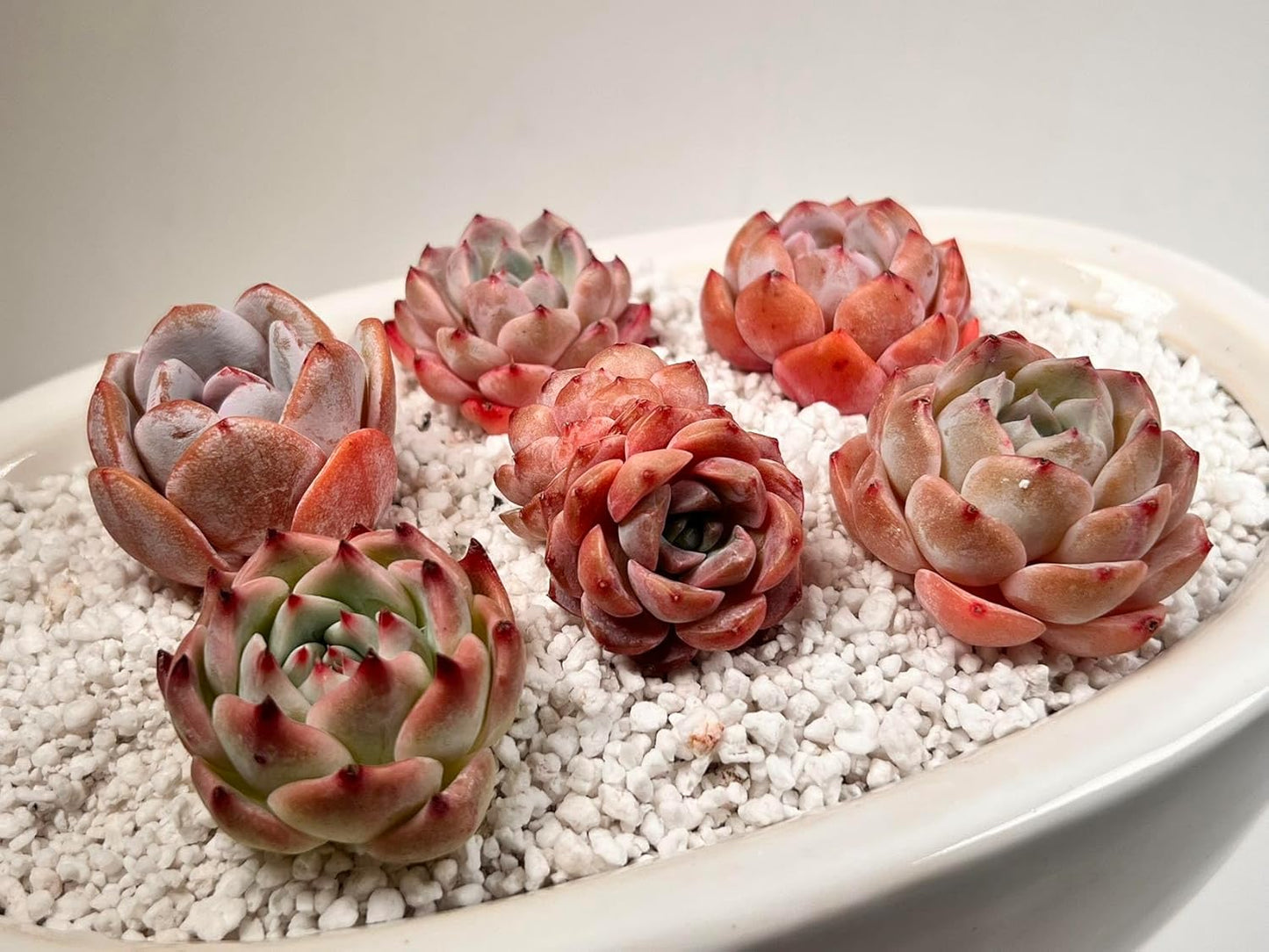 Succulents Plants Live - 6 Pack