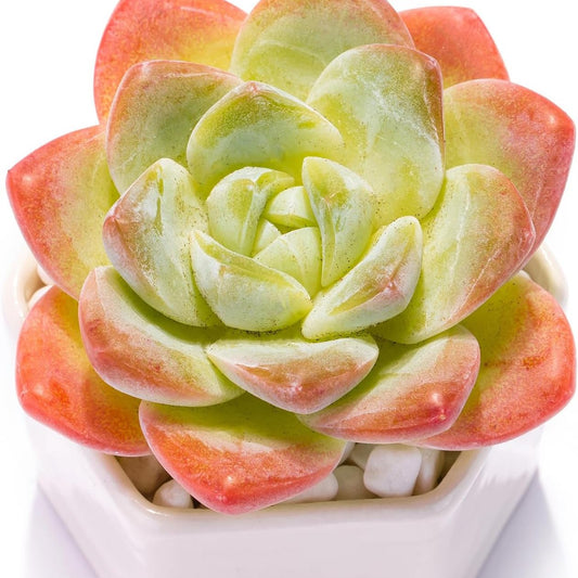 Echeveria Ice Green Rare Live Succulent Plants, Pink 1 Head 3.5" Live Plant, Package Without Pot & Soil, Placement on Garden Indoor Office Desk, Party Baby Shower Decoration, Friend Plant Lovers Gifts