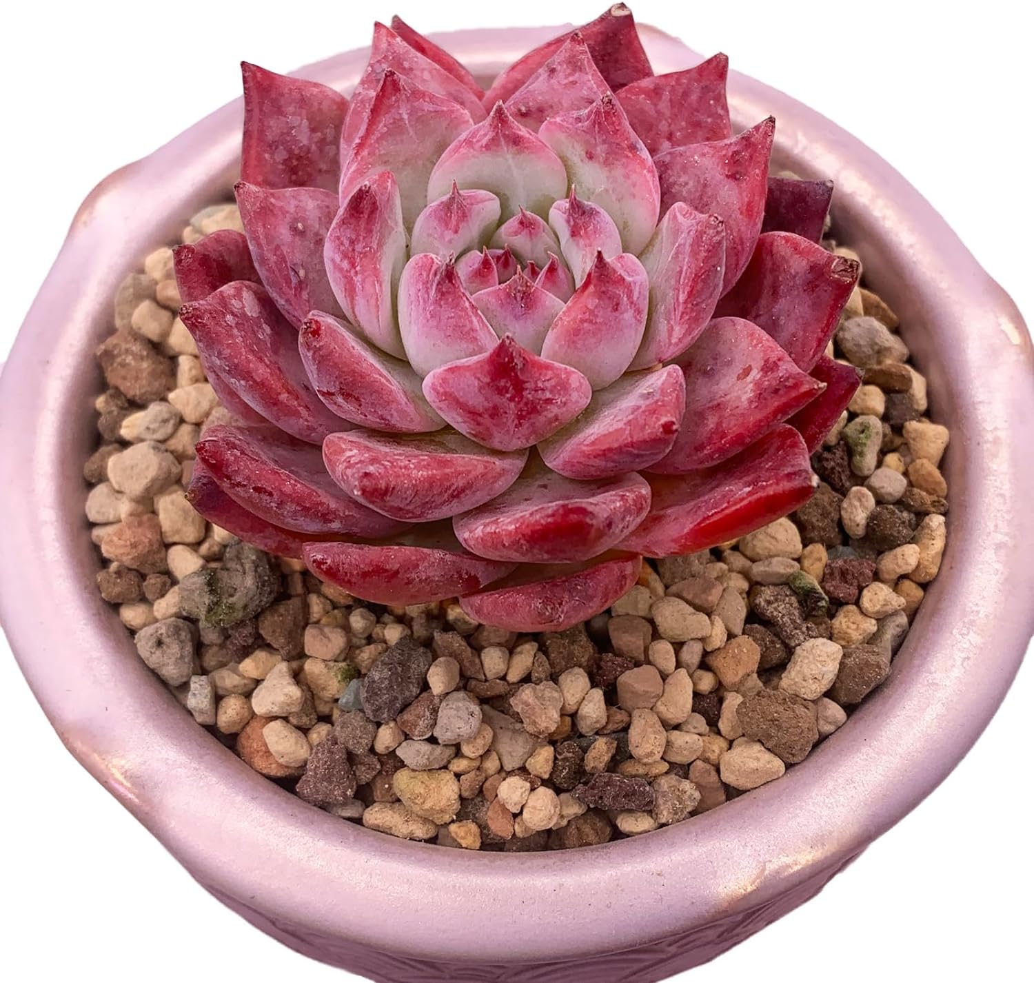 Echeveria Colorata Rare Live Succulent Plants, Red 2.5" Live Plant, Package Without Pot Soil, Garden Indoor Office Desk, Wedding Party Baby Shower Decoration, Friend Plant Lovers Gifts