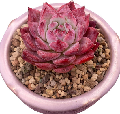 Echeveria Colorata Succulent - Futu With . . .