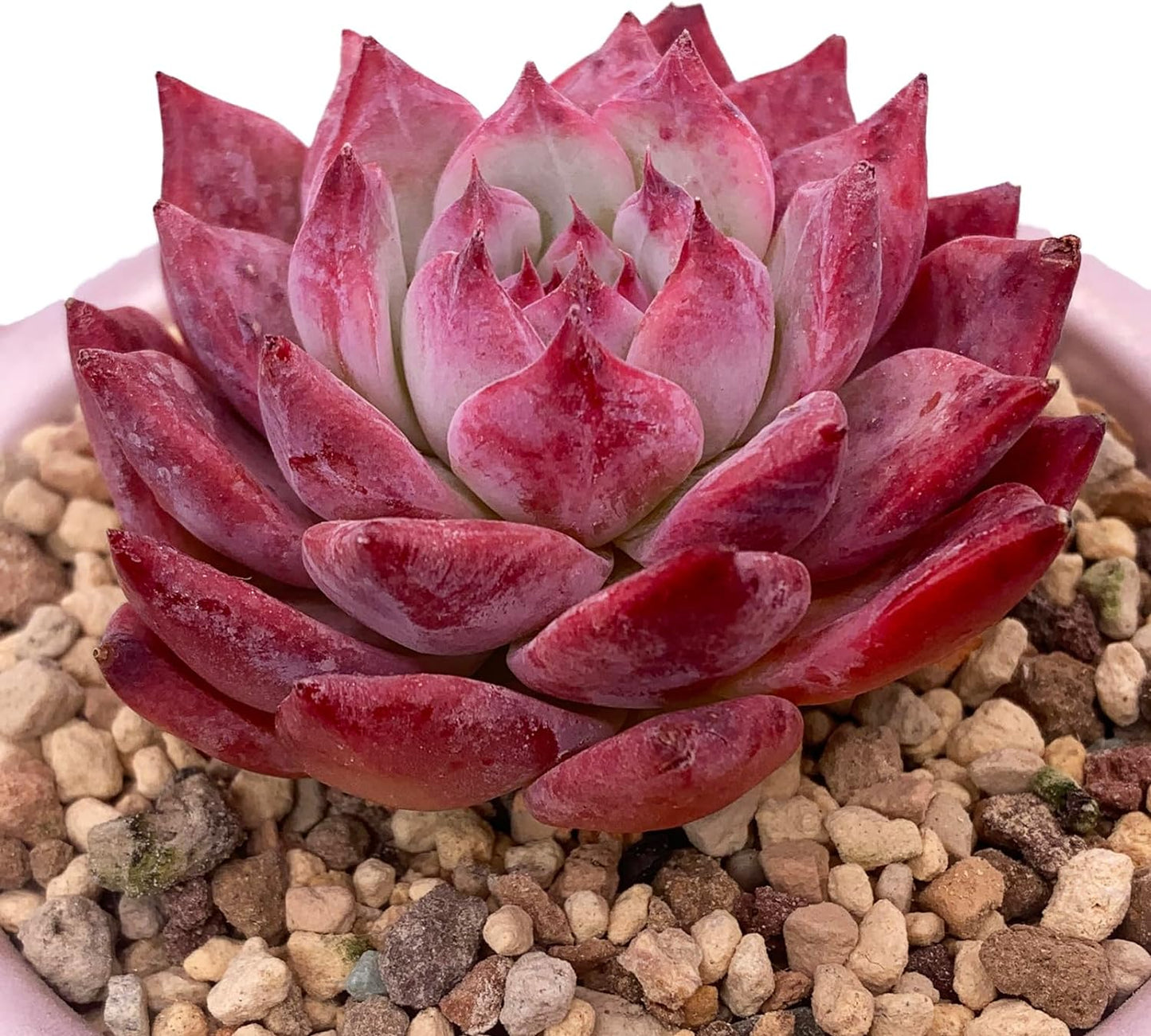 Echeveria Colorata Rare Live Succulent Plants, Red 2.5" Live Plant, Package Without Pot Soil, Garden Indoor Office Desk, Wedding Party Baby Shower Decoration, Friend Plant Lovers Gifts