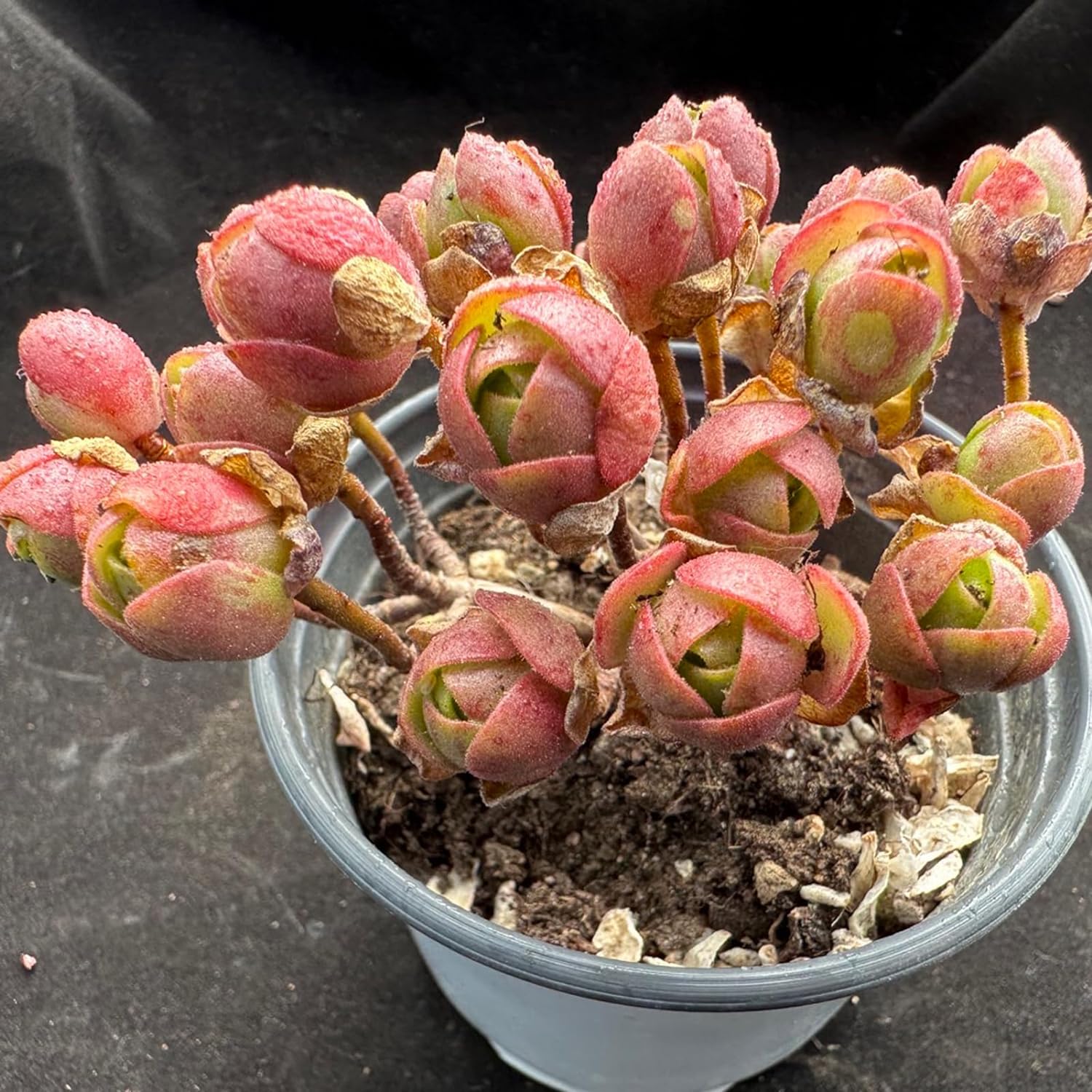 Aeonium saundersii Pinheads Rare Live Succulent Plants, Pink Cluster 3.5" Live Plant, Package Without Pot Soil, Garden Indoor Office Desk Wedding Party Baby Shower Decoration, Friend Plant Lovers Gift