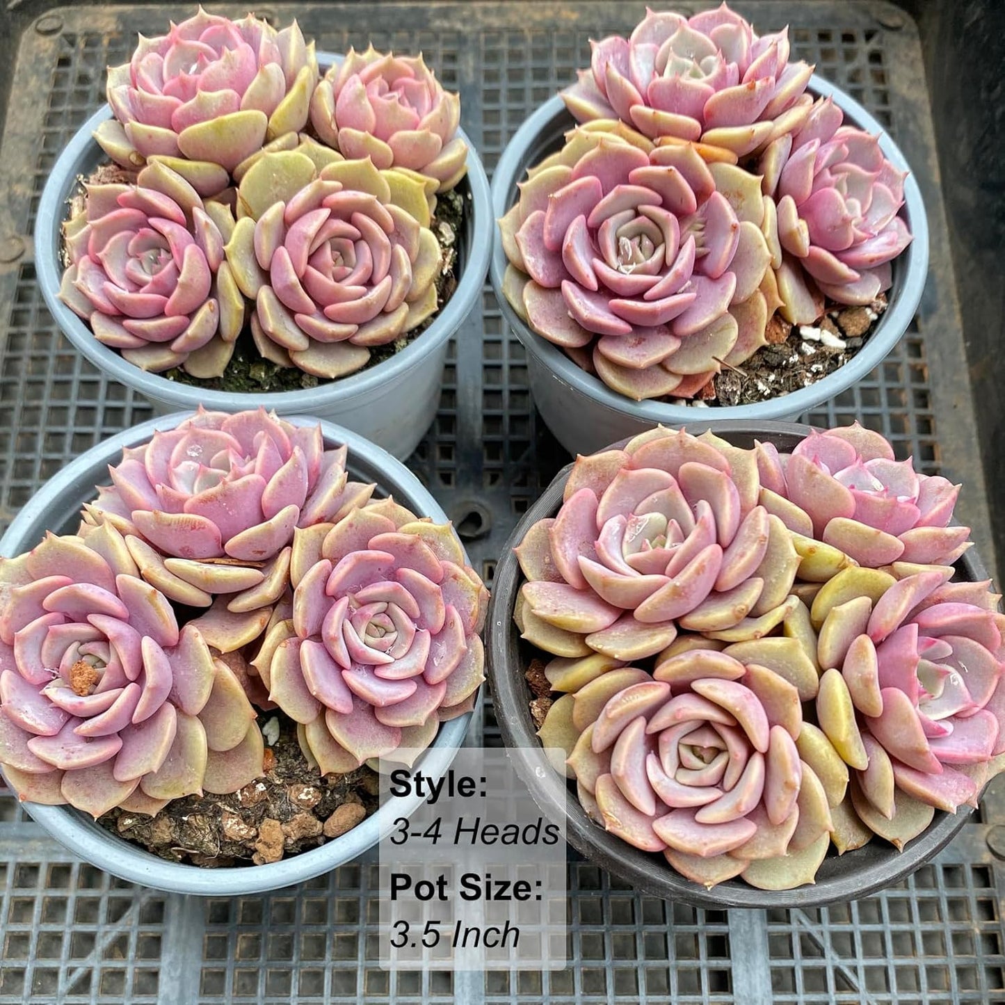 Echeveria Pink Butterfly Rare Live Succulent Plants, Pink Cluster 4.7" Live Plant, Package Without Pot Soil, Garden Indoor Office Desk, Wedding Party Baby Shower Decoration, Friend Plant Lovers Gifts