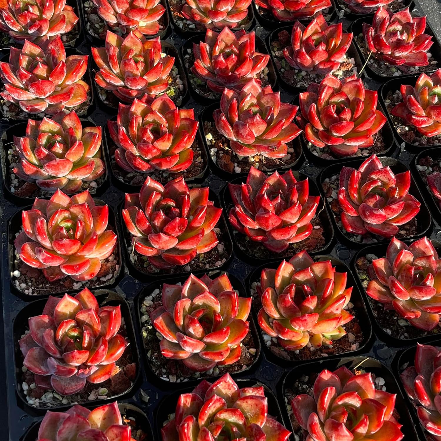 Echeveria Daredevil Rare Live Succulent Plants, Red 1 Head 2.5" Live Plant, Package Without Pot Soil, Garden Indoor Office Desk, Wedding Party Baby Shower Decoration, Friend Plant Lovers Gifts