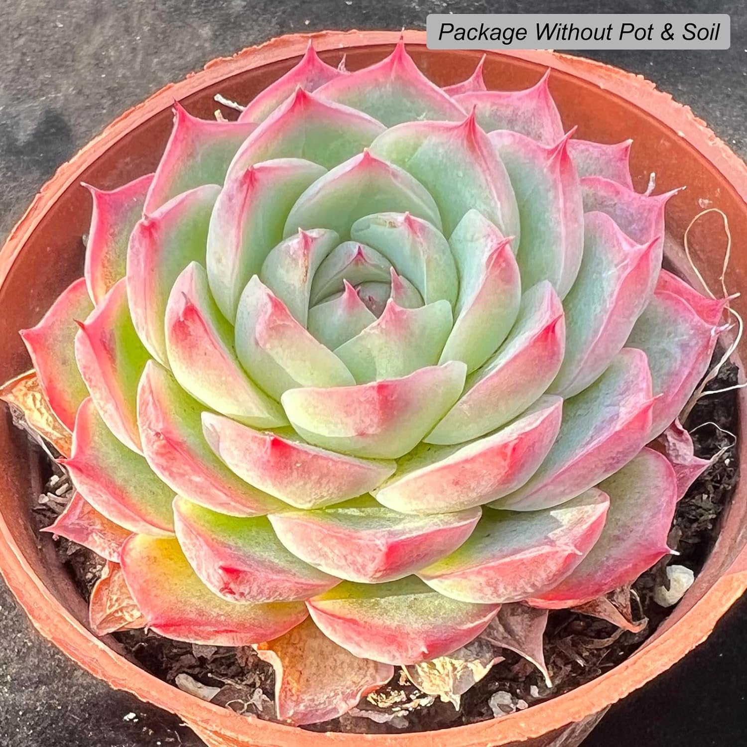 Echeveria Crystal Rose Rare Live Succulent Plants, Mini Pink 1 Head 2" Live Plant, Package Without Pot & Soil, Garden Indoor Office Desk Wedding Party Baby Shower Decoration, Friend Plant Lovers Gifts