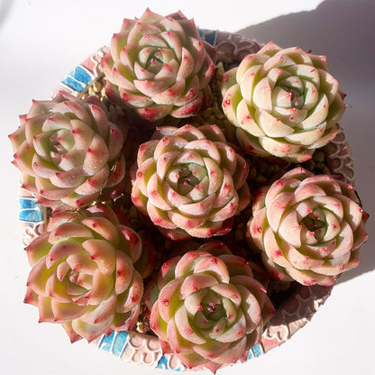 Echeveria Crystal Rose Succulent - Futu With . . .