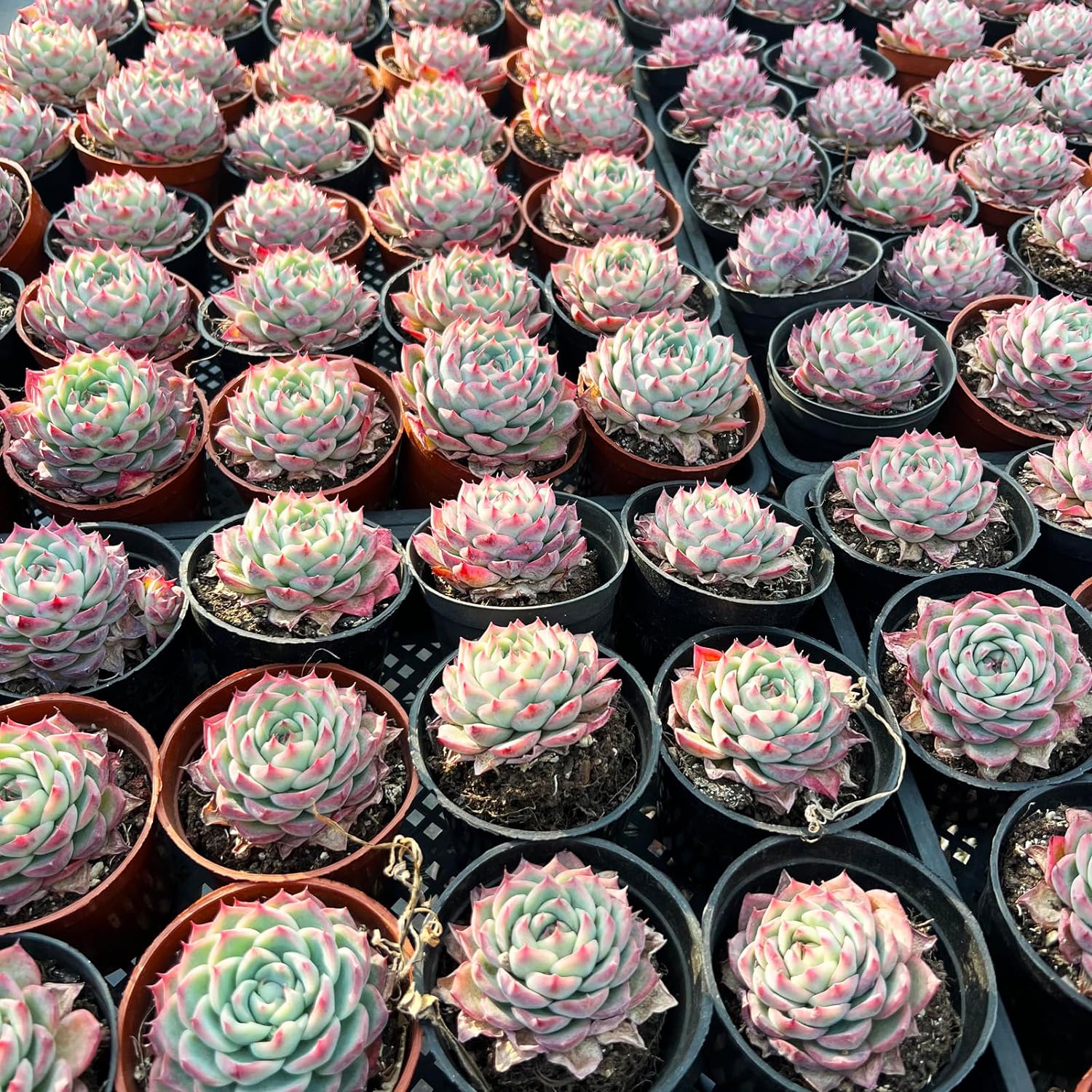 Black Crystal Rose Echeveria Succulent – 4cm Diameter, Bare Root, From Australia