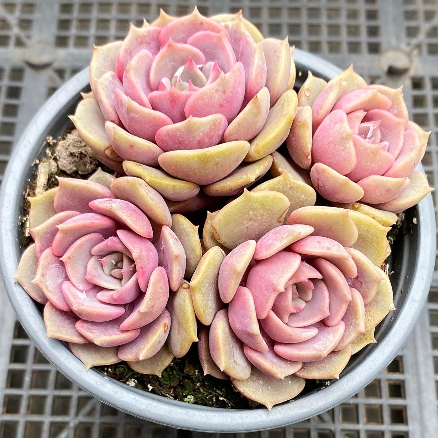 Echeveria Pink Butterfly Rare Live Succulent Plants, Pink Cluster 4.7" Live Plant, Package Without Pot Soil, Garden Indoor Office Desk, Wedding Party Baby Shower Decoration, Friend Plant Lovers Gifts