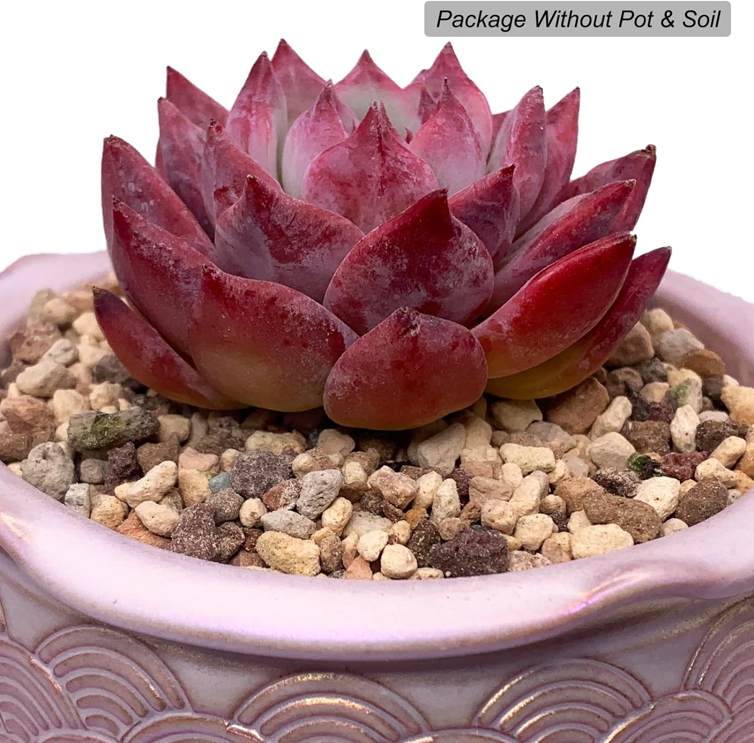 Echeveria Colorata Rare Live Succulent Plants, Red 2.5" Live Plant, Package Without Pot Soil, Garden Indoor Office Desk, Wedding Party Baby Shower Decoration, Friend Plant Lovers Gifts