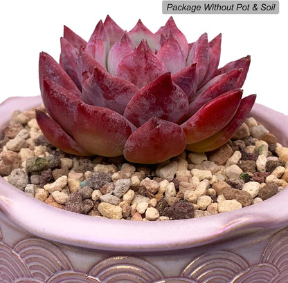 Echeveria Colorata Succulent - Futu With . . .