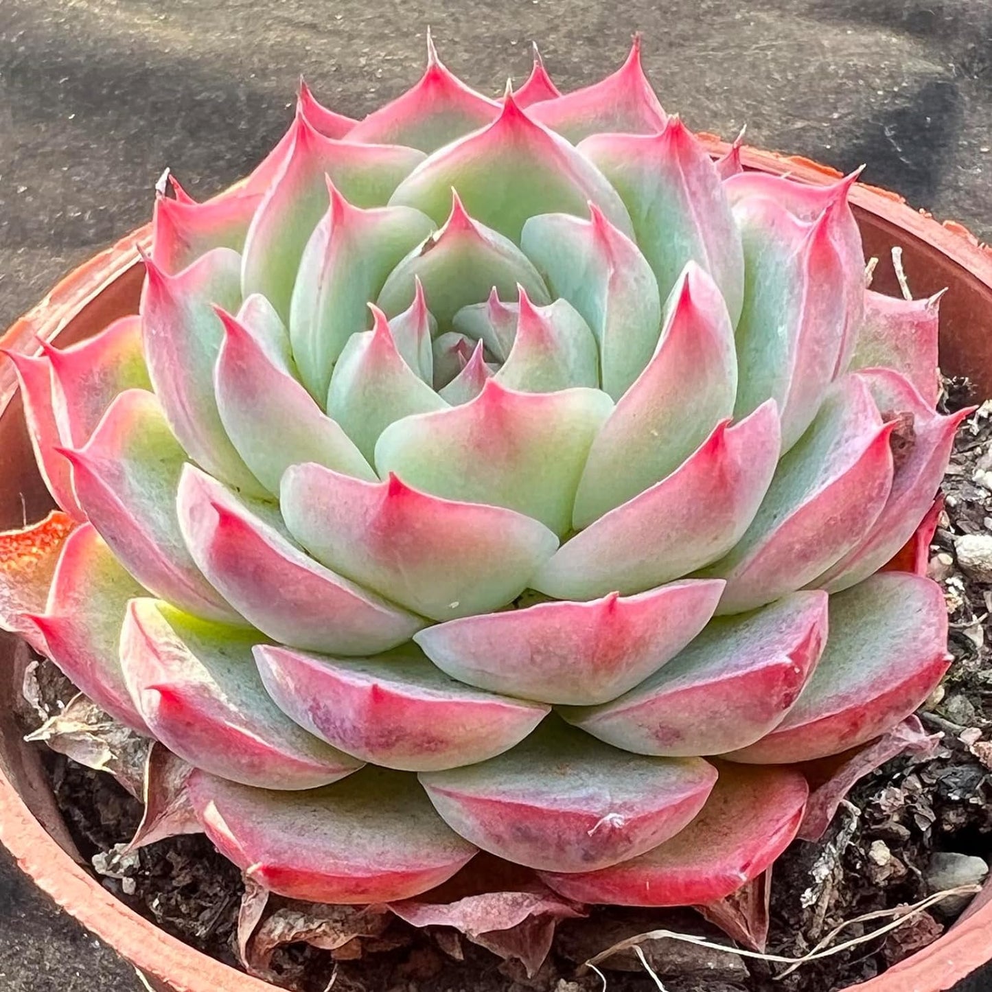 Echeveria Crystal Rose Rare Live Succulent Plants, Mini Pink 1 Head 2" Live Plant, Package Without Pot & Soil, Garden Indoor Office Desk Wedding Party Baby Shower Decoration, Friend Plant Lovers Gifts