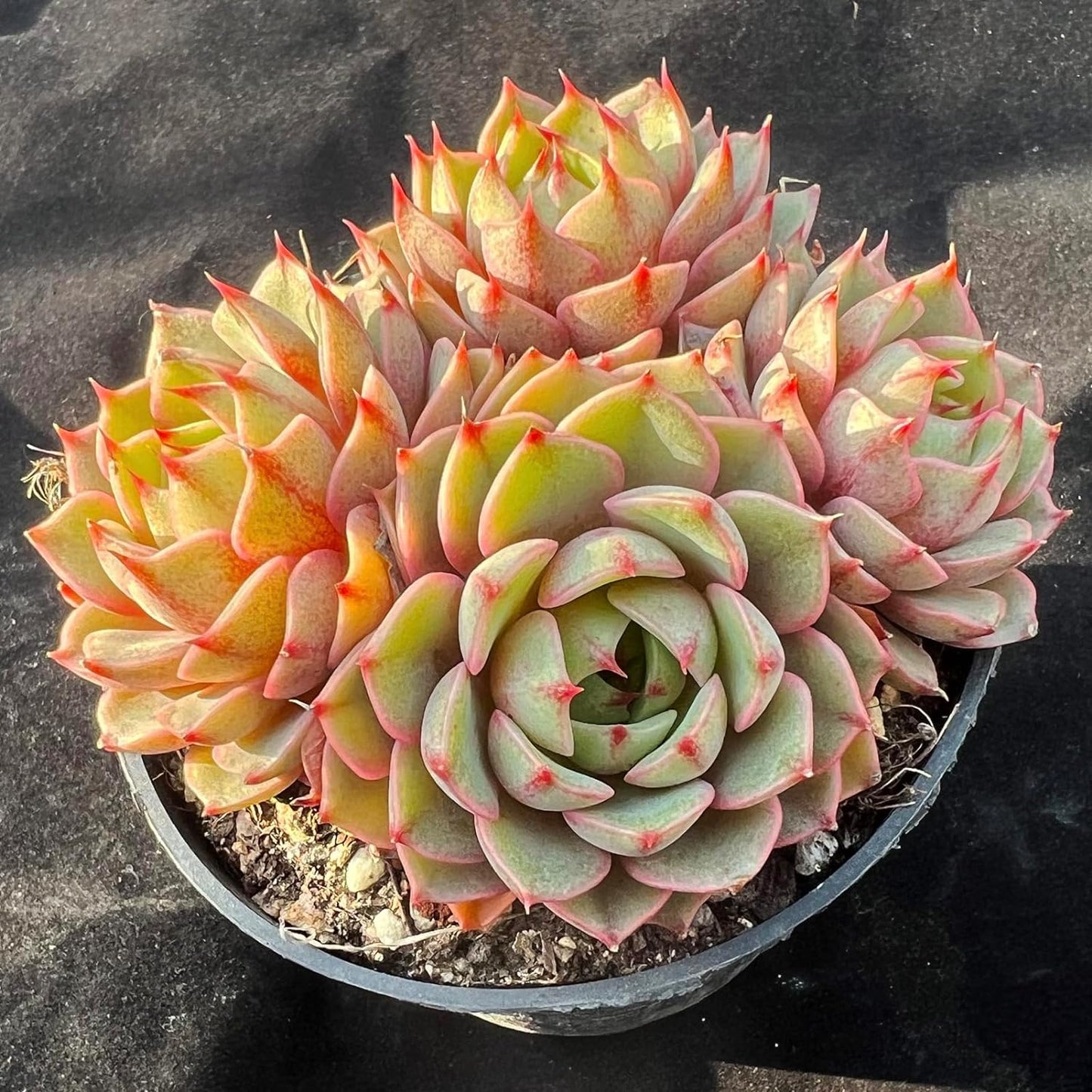 Echeveria Ben Badis Rare Live Succulent Plants, Orange 4-5 Heads 3.5" Live Plant, Package Without Pot & Soil, Garden Indoor Office Desk, Wedding Party Baby Shower Decoration, Friend Plant Lovers Gifts