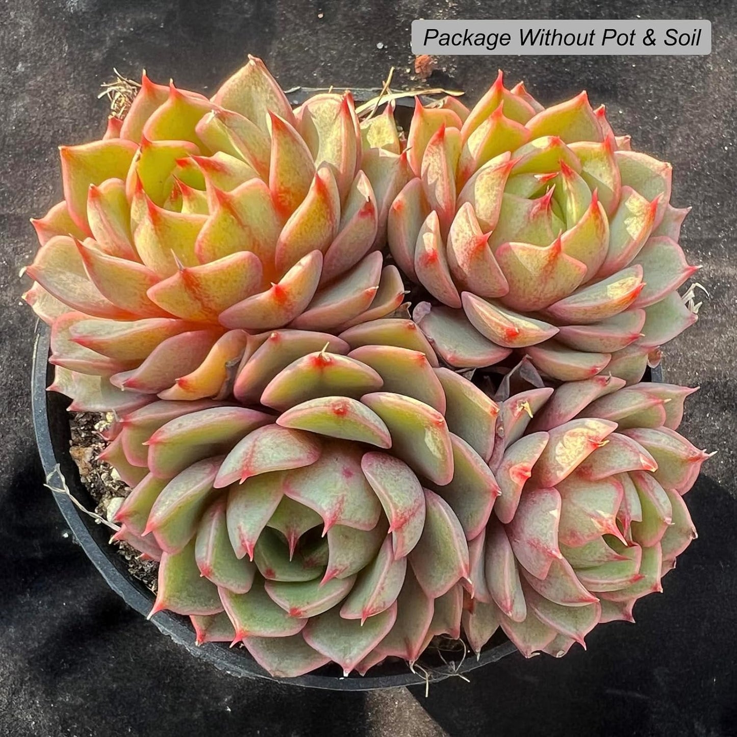 Echeveria Ben Badis Rare Live Succulent Plants, Orange 4-5 Heads 3.5" Live Plant, Package Without Pot & Soil, Garden Indoor Office Desk, Wedding Party Baby Shower Decoration, Friend Plant Lovers Gifts