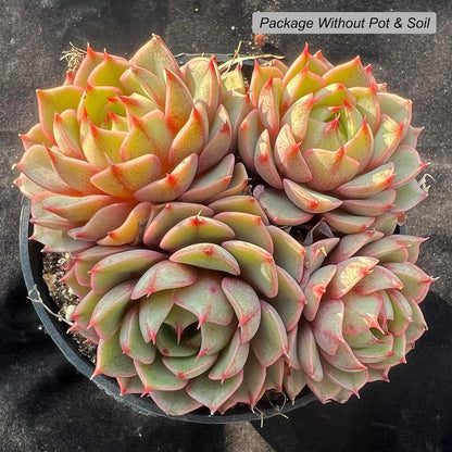 Echeveria Ben Badis Succulent - Futu With . . .