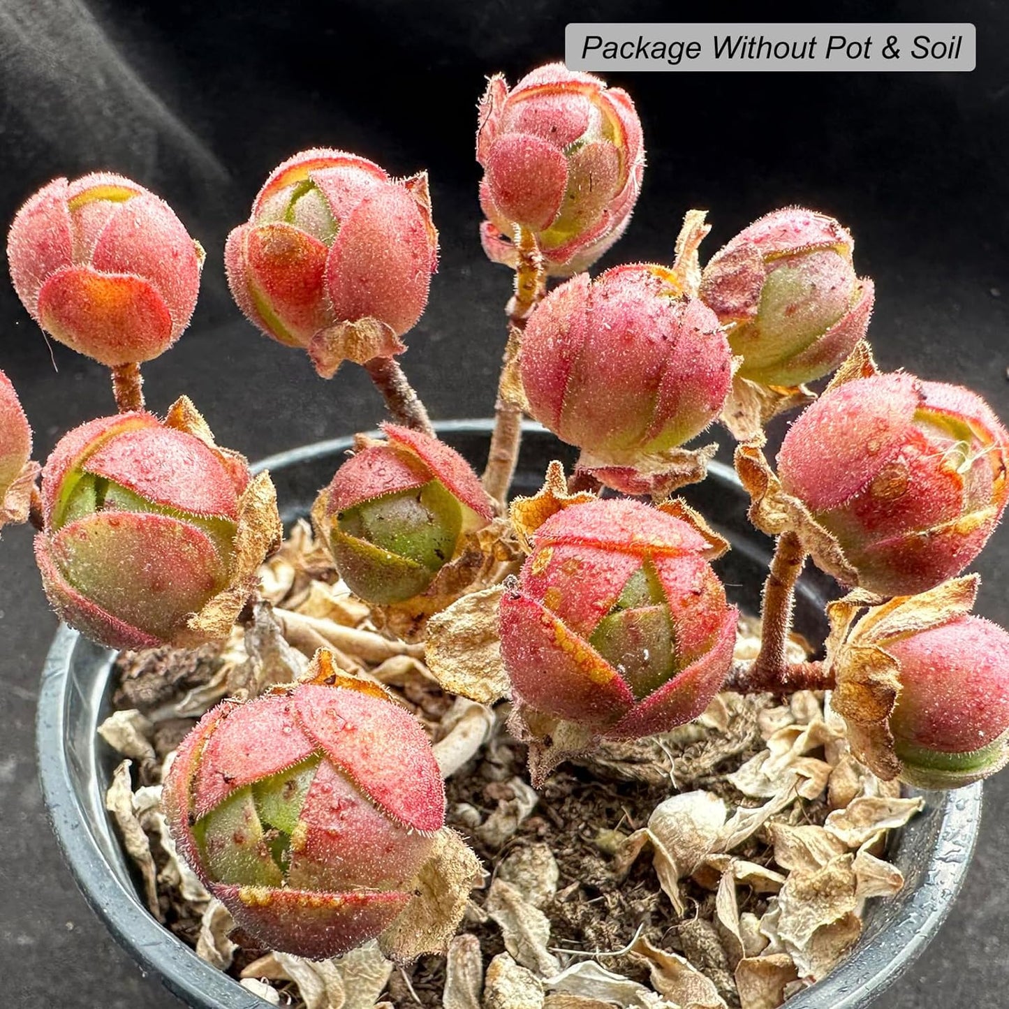 Aeonium saundersii Pinheads Rare Live Succulent Plants, Pink Cluster 3.5" Live Plant, Package Without Pot Soil, Garden Indoor Office Desk Wedding Party Baby Shower Decoration, Friend Plant Lovers Gift