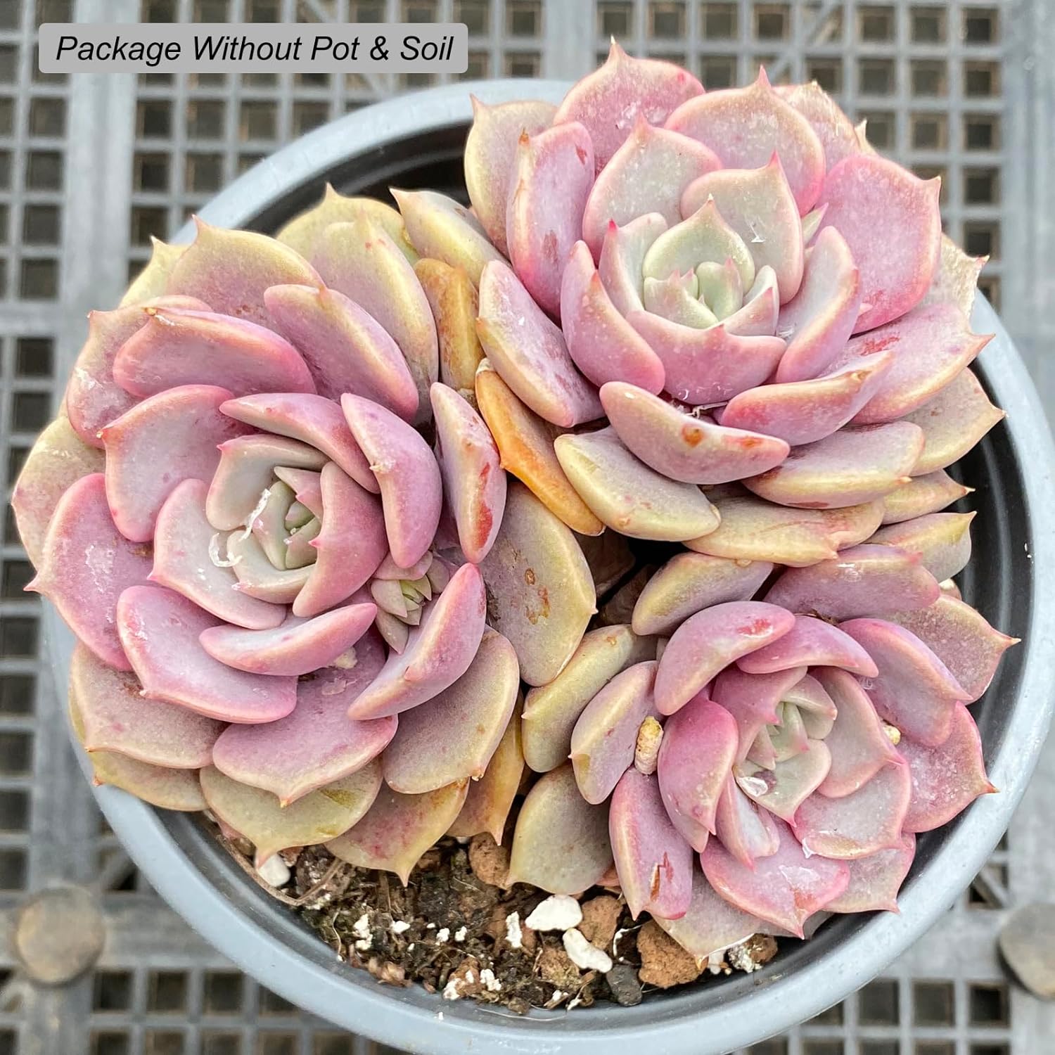 Echeveria Pink Butterfly Rare Live Succulent Plants, Pink Cluster 4.7" Live Plant, Package Without Pot Soil, Garden Indoor Office Desk, Wedding Party Baby Shower Decoration, Friend Plant Lovers Gifts