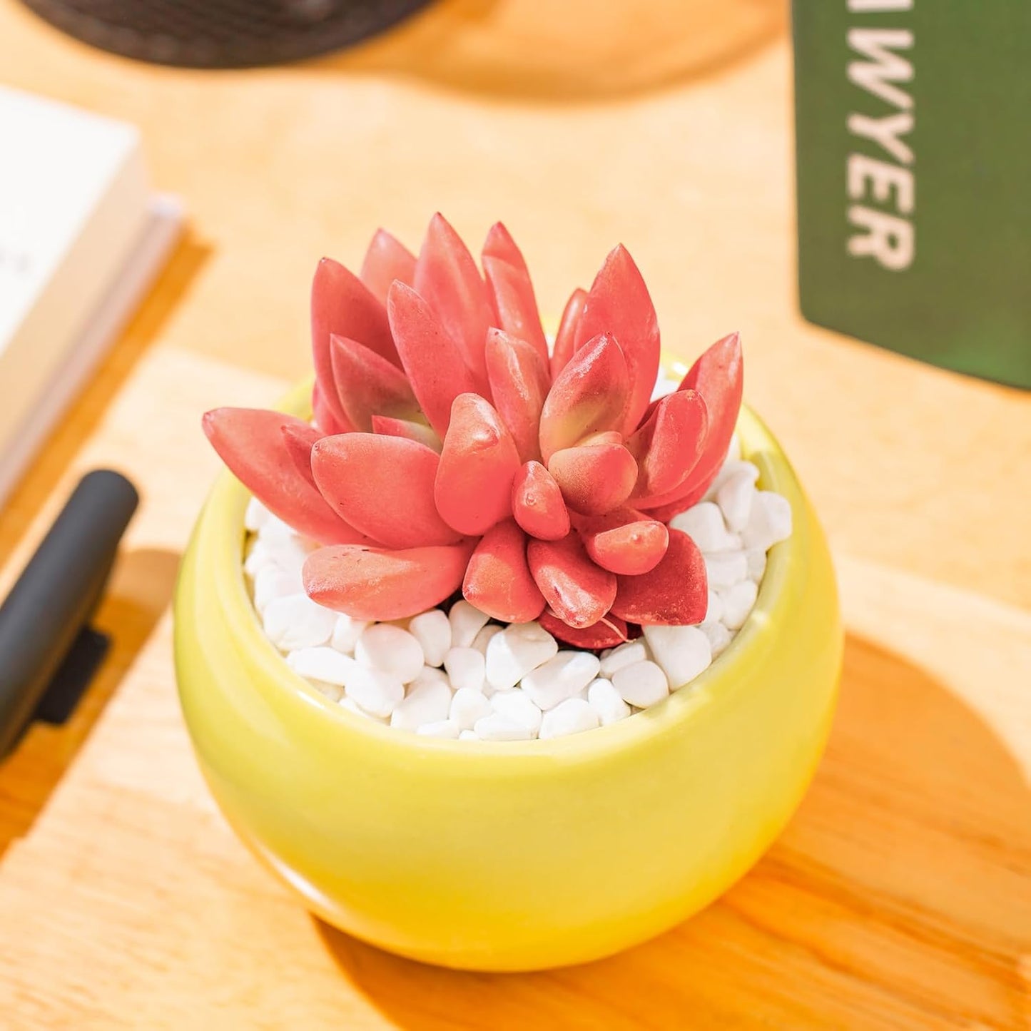 Graptoveria Ruby Donna Succulent