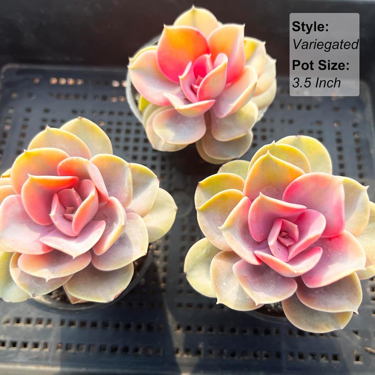 Echeveria Rainbow Variegated Succulent