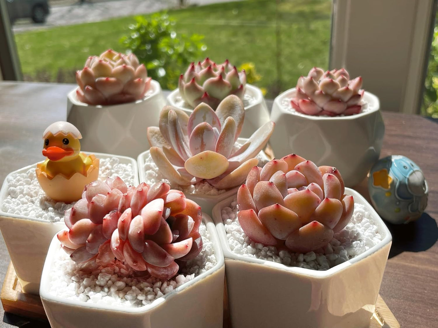 Succulents Plants Live - 6 Pack