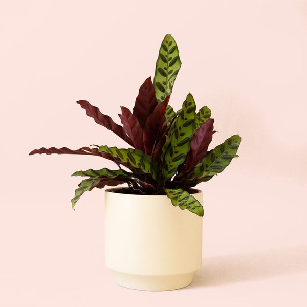 Calathea