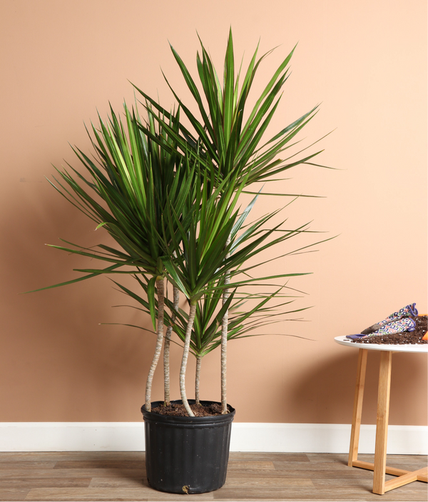 Dracaena