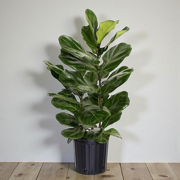 Ficus Fig