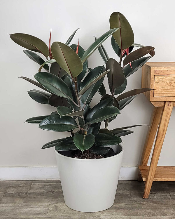 Ficus Rubber