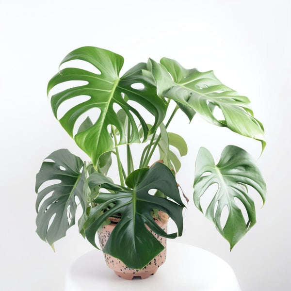 Monstera
