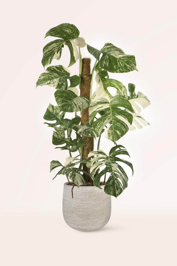 Monstera Albo