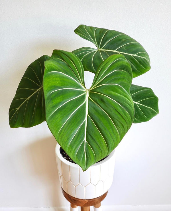 Philodendron