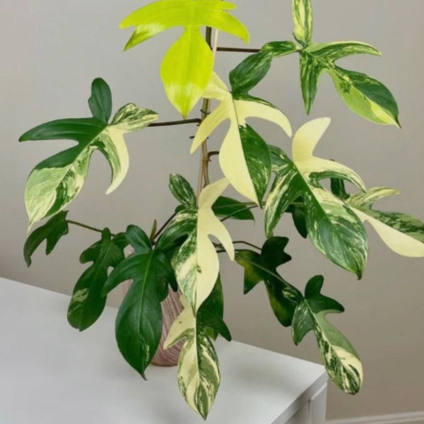 Philodendron Florida Beauty
