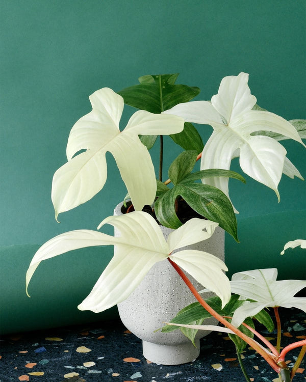 Philodendron Florida Ghost