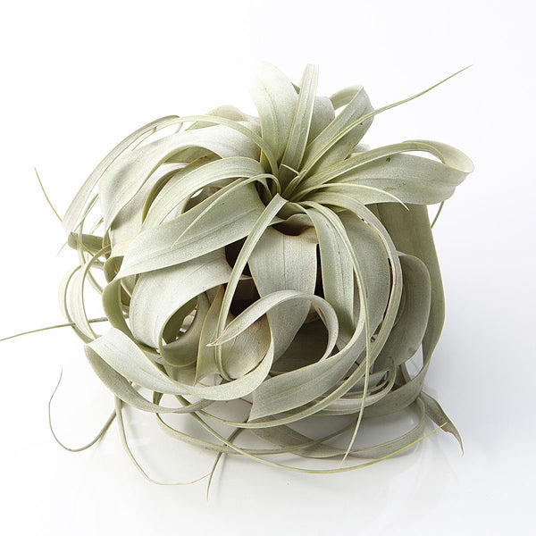 Tillandsia