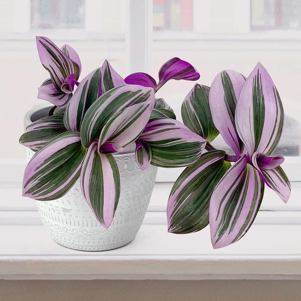 Tradescantia