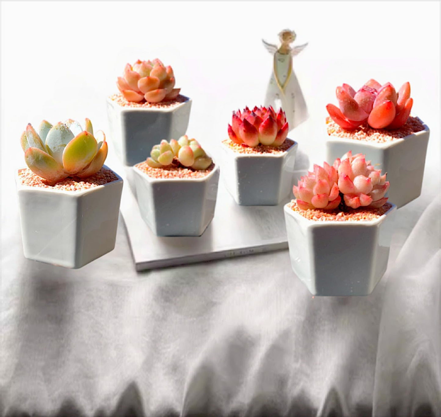 Succulents Plants Live - 6 Pack