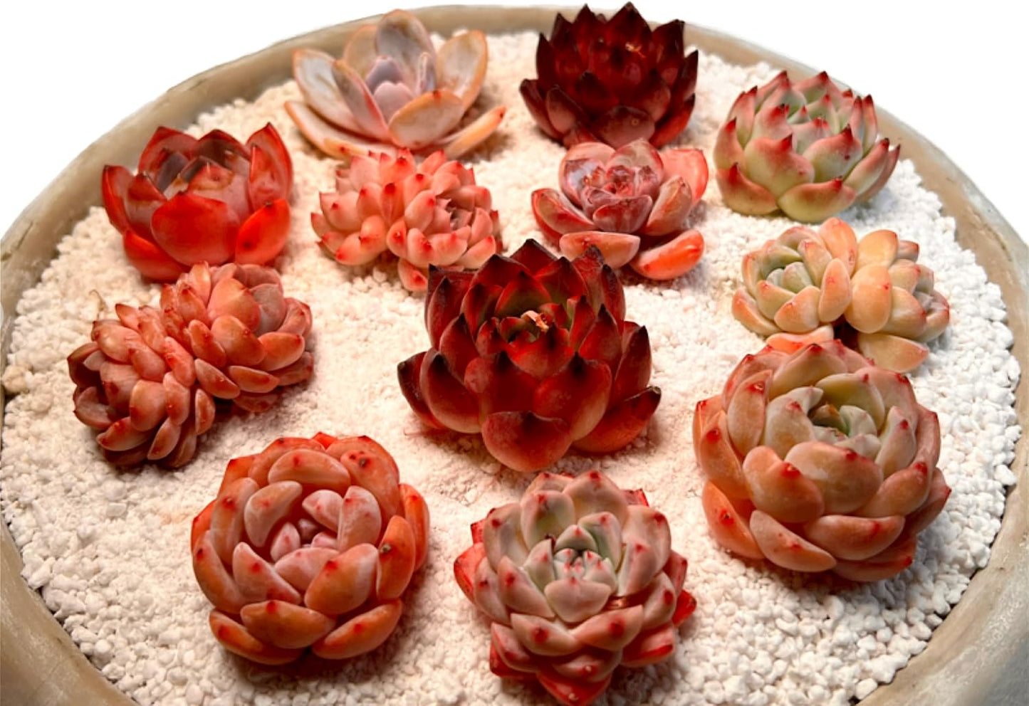 Succulents Plants Live - 12 Pack