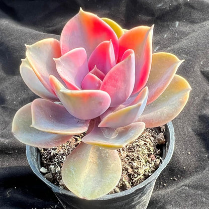 rainbow succulent plant Echeveria Rainbow Variegated Succulent – Futu With . .