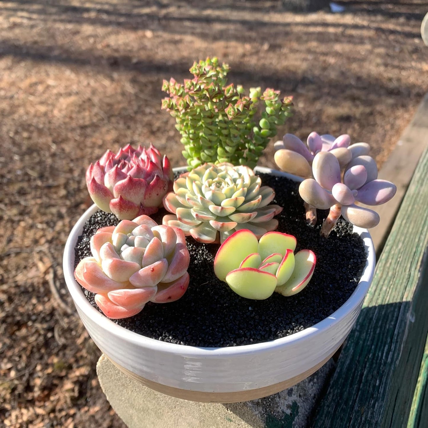 FWPP Succulent Plants Live - 6 Pack