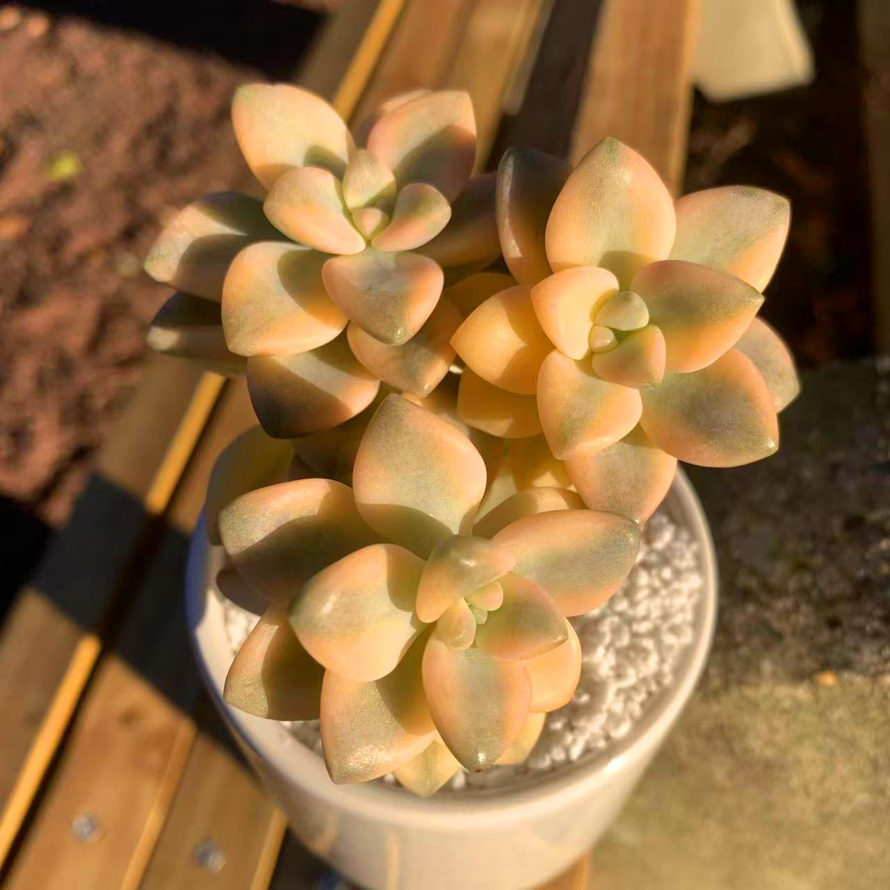 Graptoveria Paraguayense Bernalense Variegated Succulent