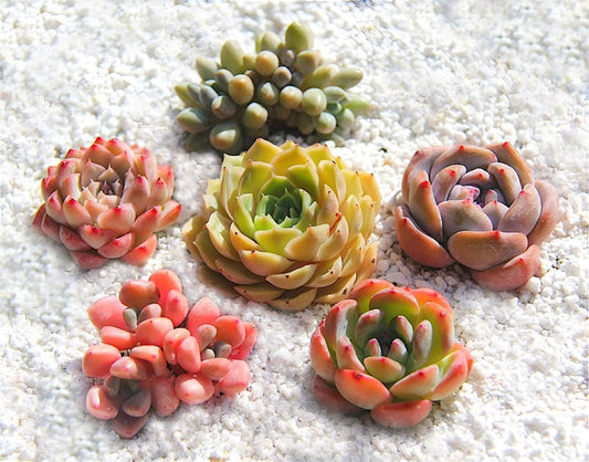 FWPP Rare Succulent Plants Live - 6 Pack