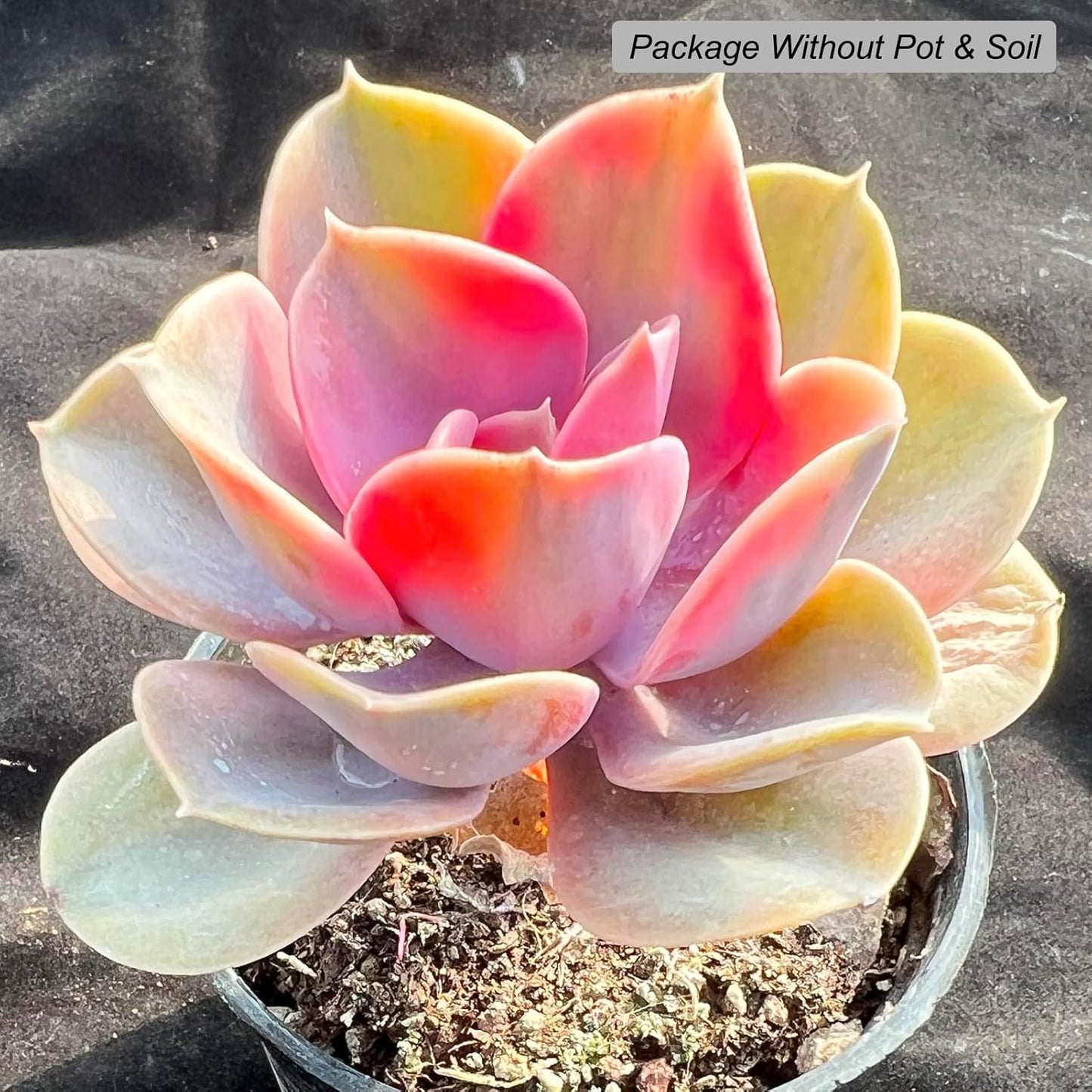 Echeveria Rainbow Variegated Succulent